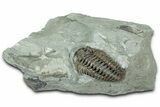 Flexicalymene Trilobite - Mt Orab, Ohio #358148-1